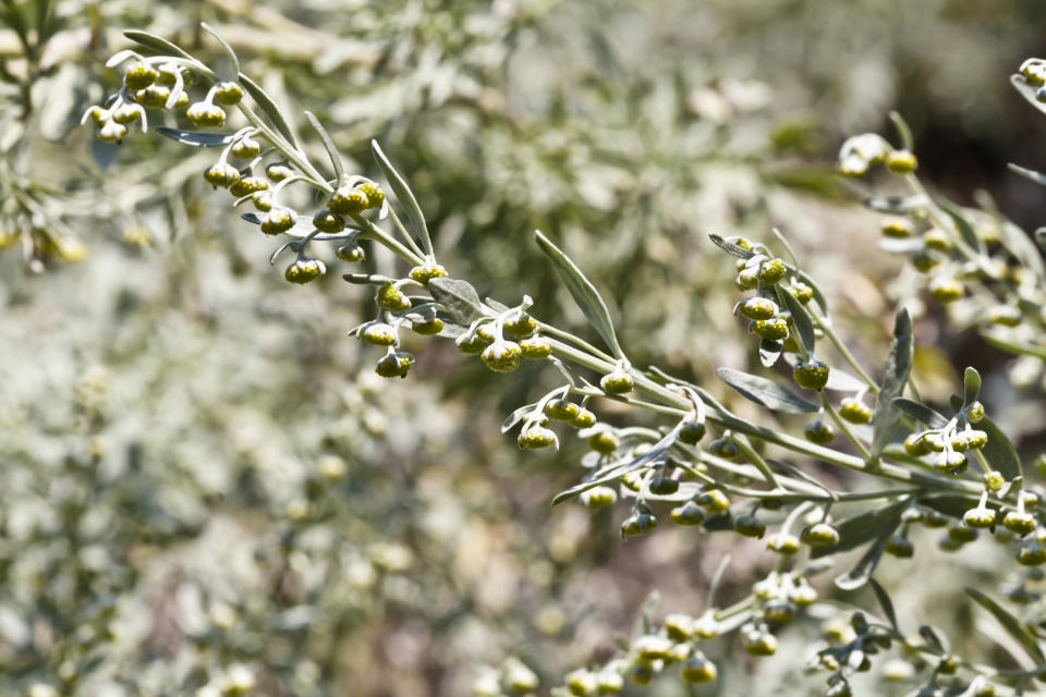 Esta, el ajenjo, es la planta clave en la elaboración del vermú. (Foto: Stanzel/ullstein bild via Getty Images)