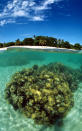 Coral reef. Turtle Islands, Philippines Copyright: © Jurgen Freund / WWF-Canon