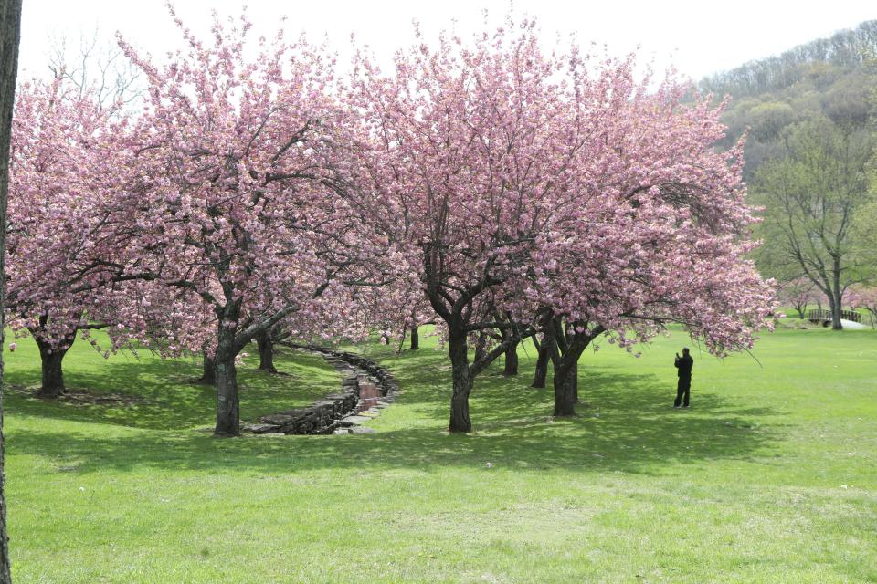 Cherry blossoms decorate trees at Hurd Park as part of a look at the history of Dover, NJ and the town's current status as a redeveloping rail hub celebrating the town's 300th anniversary this year.