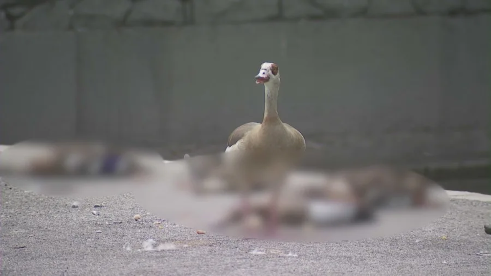 A goose has been protecting the bodies of the dead ducks in Hollenbeck Park (KTLA)