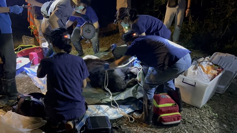 花蓮卓溪鄉古風村有工寮遭台灣黑熊闖入破壞，發現時黑熊倒臥屋內、全身抽搐，經救援仍傷重不治，將病理解剖了解死因。（圖／林業及自然保育署花蓮分署提供）