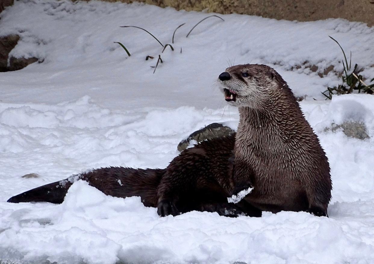 The Detroit Zoo lost Whiskers, 21-year-old river otter on March 5, 2024.