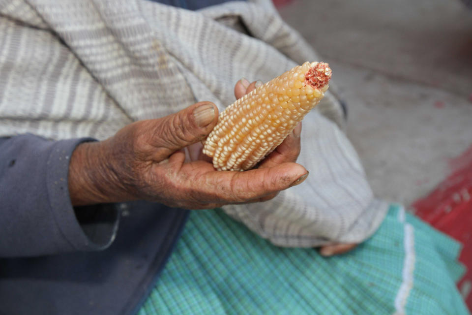 Palomitas de maíz en peligro de extinción en México