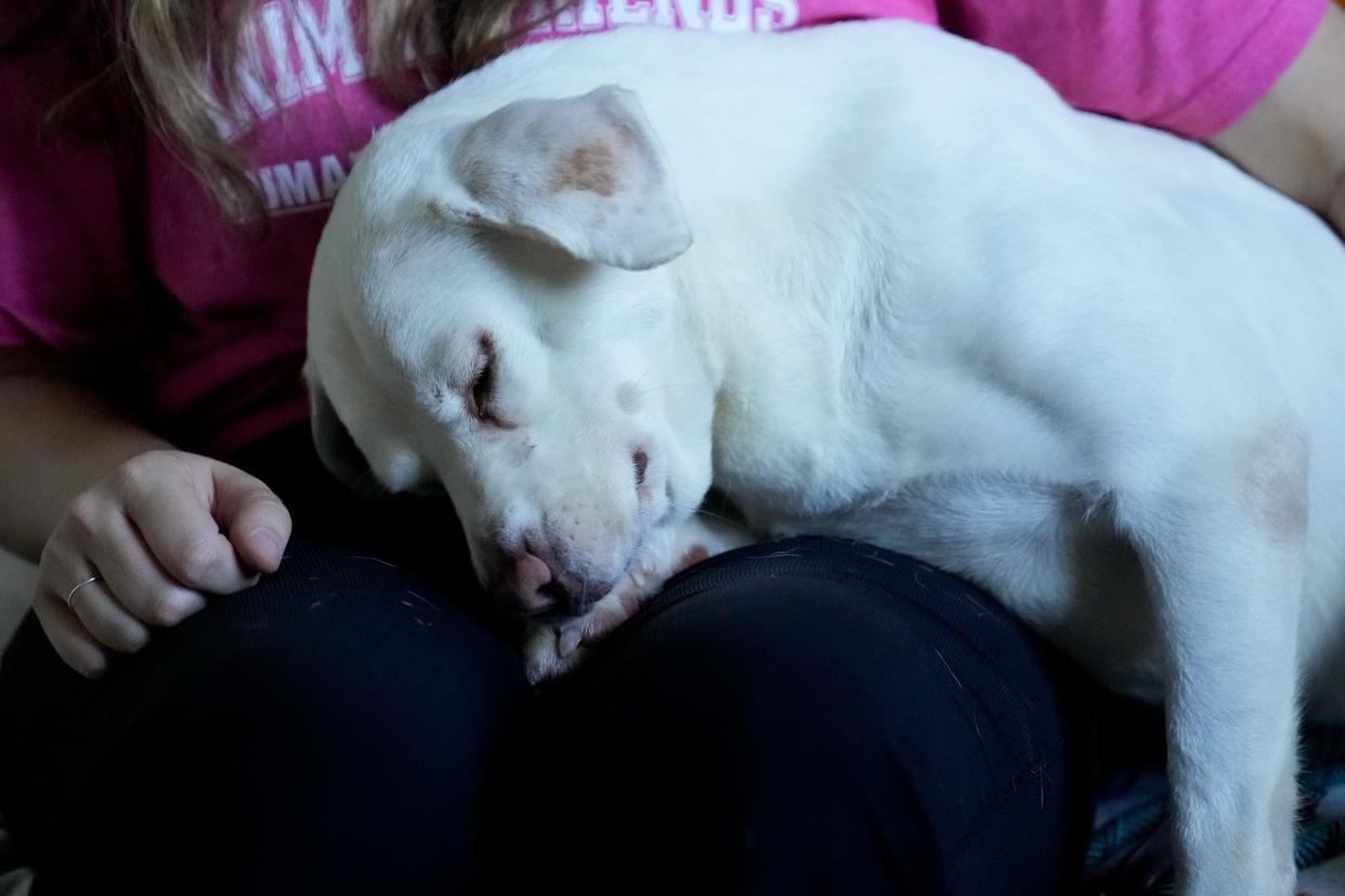 Shelby gets a cuddle at the Animal Friends Humane Society. She was rescued earlier this year and is still looking for her forever home.