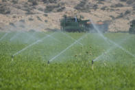 A carrot field is irrigated, Wednesday, Sept. 20, 2023, in New Cuyama, Calif. (AP Photo/Marcio Jose Sanchez)