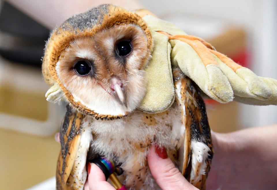 A barn owlet rescued from a Malabar housing construction site strikes a pose for the camera during its medical exam at Florida Wildlife Hospital in Palm Shores.