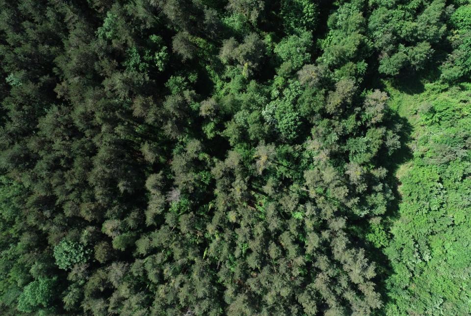 <span class="caption">Vista aérea de un bosque mixto del sur de los Pirineos. </span> <span class="attribution"><span class="source">Andrés Abrego</span>, <span class="license">Author provided</span></span>