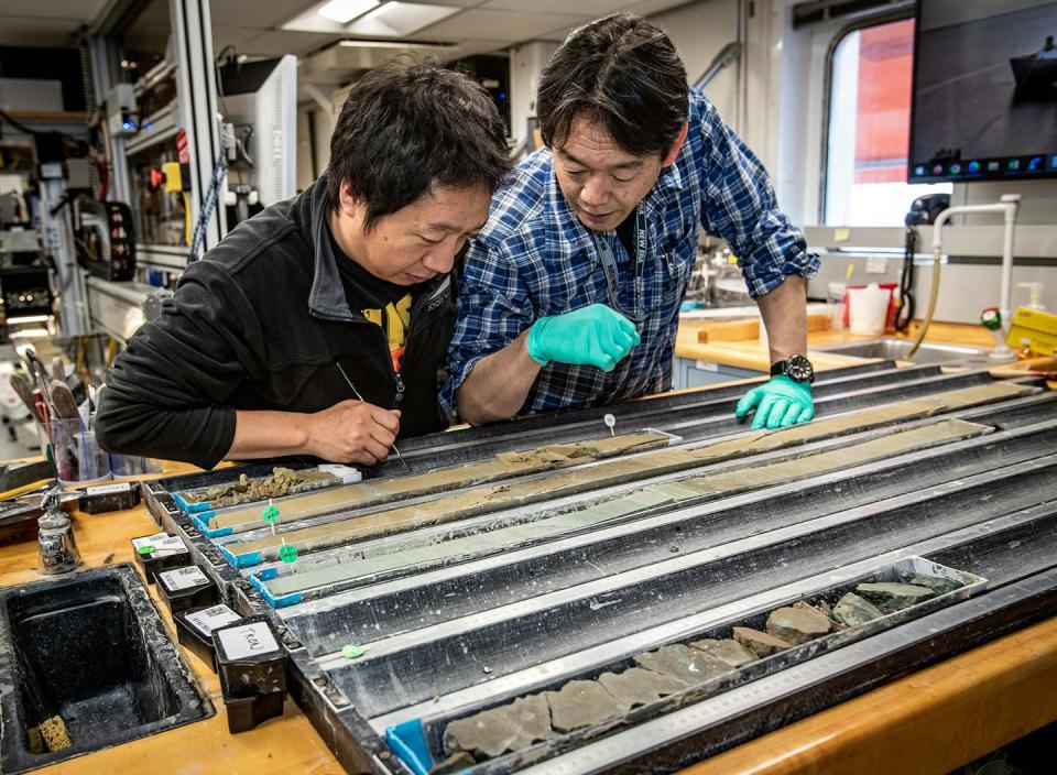 Two researchers lean over a table containing long cylinders of seafloor samples cut in half