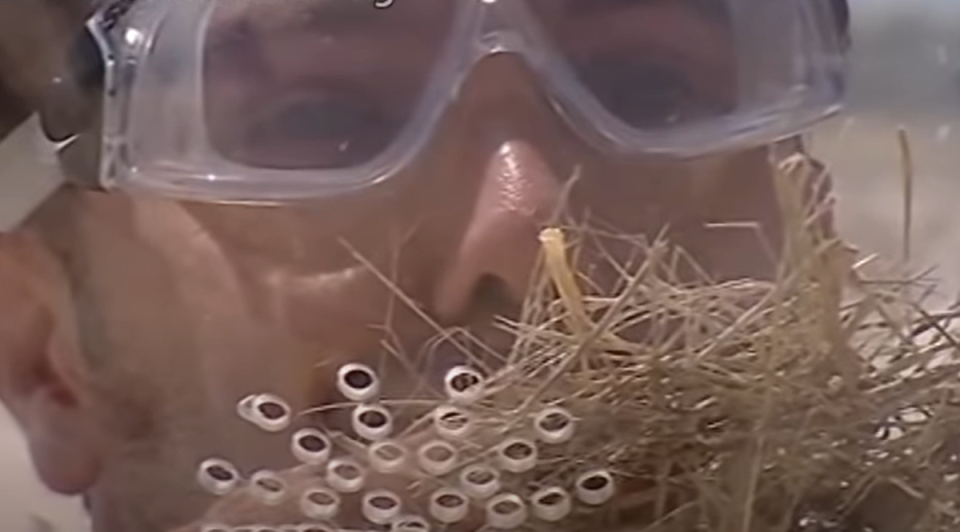 D’Acampo was tasked to wear a transparent helmet that was then filled with spiders (ITV/Youtube screengrab)