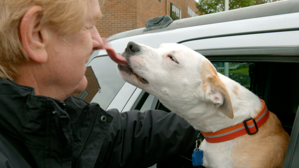 Disney Legend, Bill Farmer, hosts the new Disney+ series 'It's a Dog's Life' (Photo: Disney+)