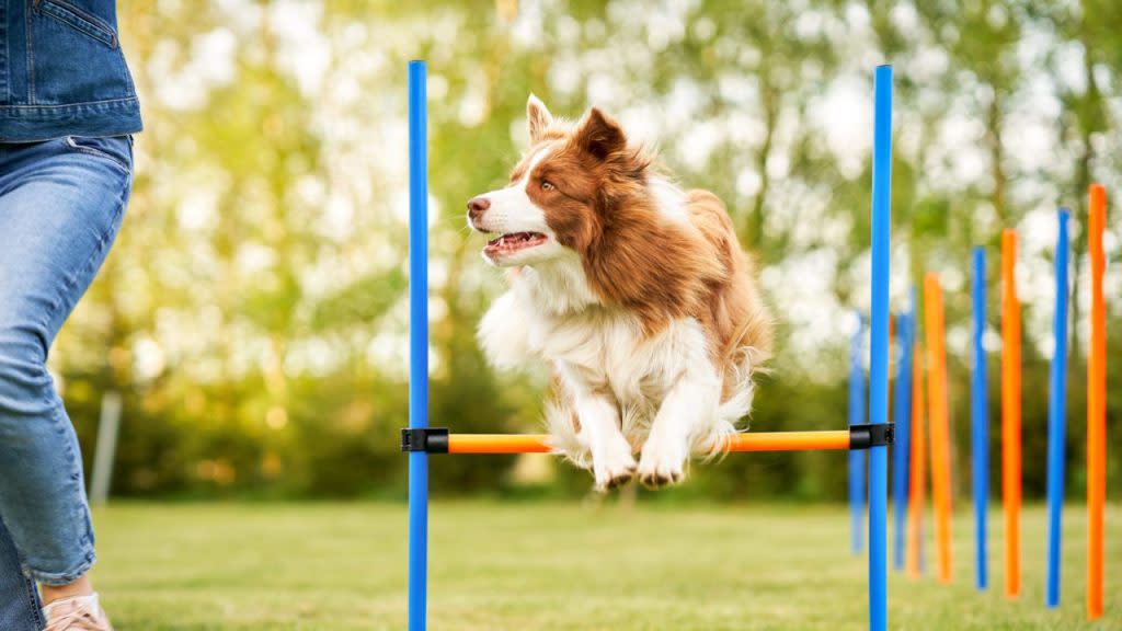 Brown and white dog jumping over a hurdle in a training course practicing dog agility.