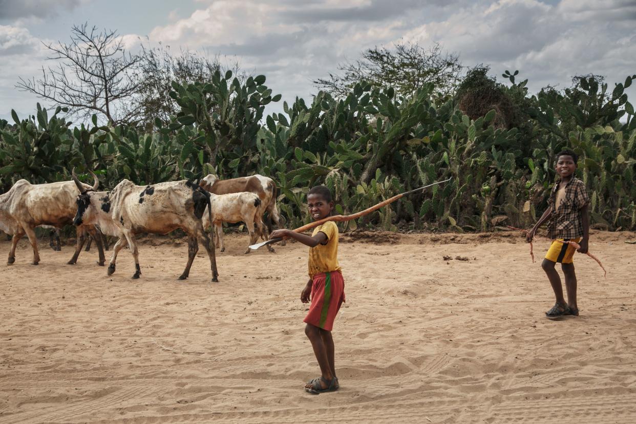 Children carrying sticks in the village of Atoby with their zebus.