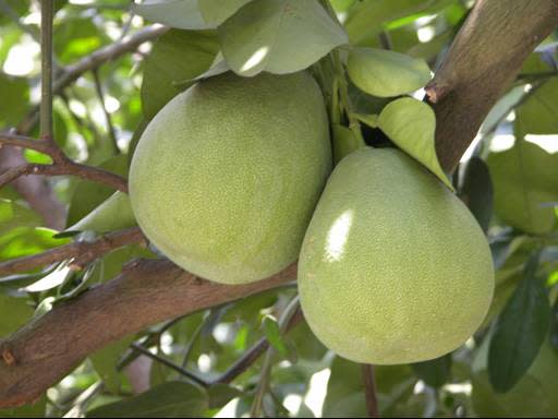 柚子是中秋節的應景水果。   圖：取自農業知識路口網