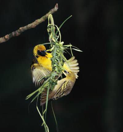 Timothy G. Laman/National Geographic/Getty Images