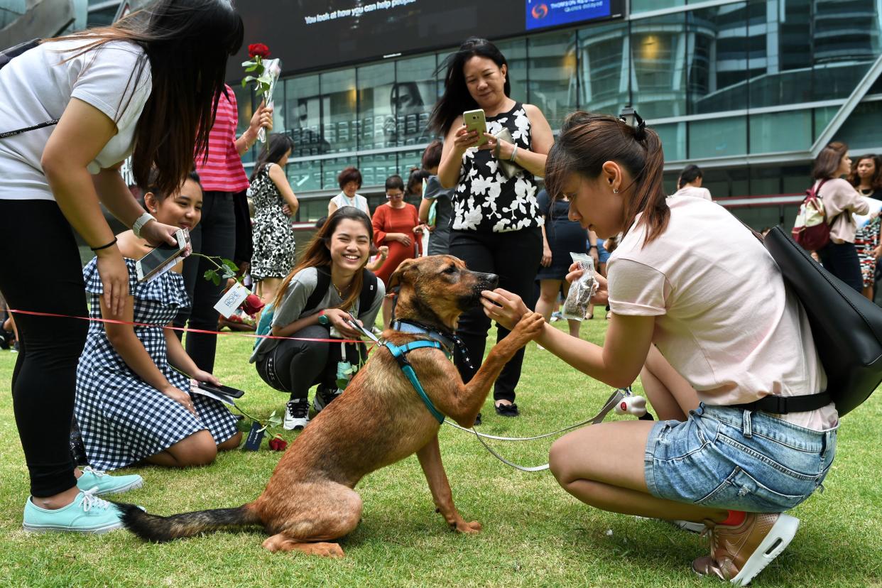 A member (R) of SOSD, a volunteer-run dog shelter organisation, introduces office workers to an adopted stray dog during a Valentine's Day outreach event at Raffles Place business district in Singapore on February 14, 2017. / AFP / Roslan RAHMAN        (Photo credit should read ROSLAN RAHMAN/AFP via Getty Images)