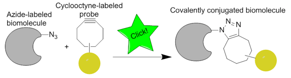 By combining an azide with a cyclooctyne, bioorthogonal chemistry allows researchers to join molecules quickly together without disturbing the rest of the cell. <a href="https://commons.wikimedia.org/wiki/File:Clickscheme.png" rel="nofollow noopener" target="_blank" data-ylk="slk:Cliu89/Wikimedia Commons;elm:context_link;itc:0;sec:content-canvas" class="link ">Cliu89/Wikimedia Commons</a>