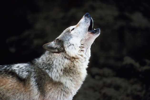 Lone wolves are assertive bosses, but teams can get frustrated by how they go renegade without notice. (Photo: Jupiterimages via Getty Images)