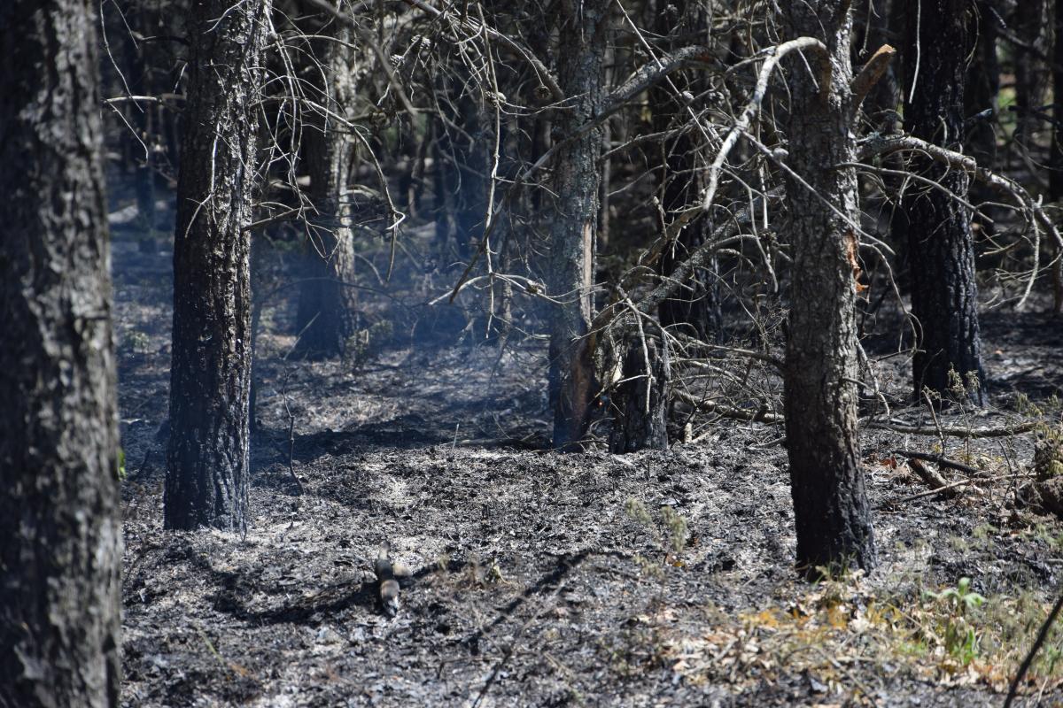 DNR Grayling fire started by private property campfire, at 85 containment