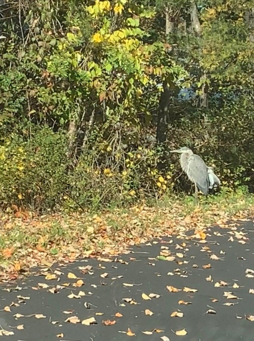 Medway Animal Control Officer Erin Mallette said the call she received last week about a blue heron with a broken wing was the first she's received in seven years regarding that type of bird.