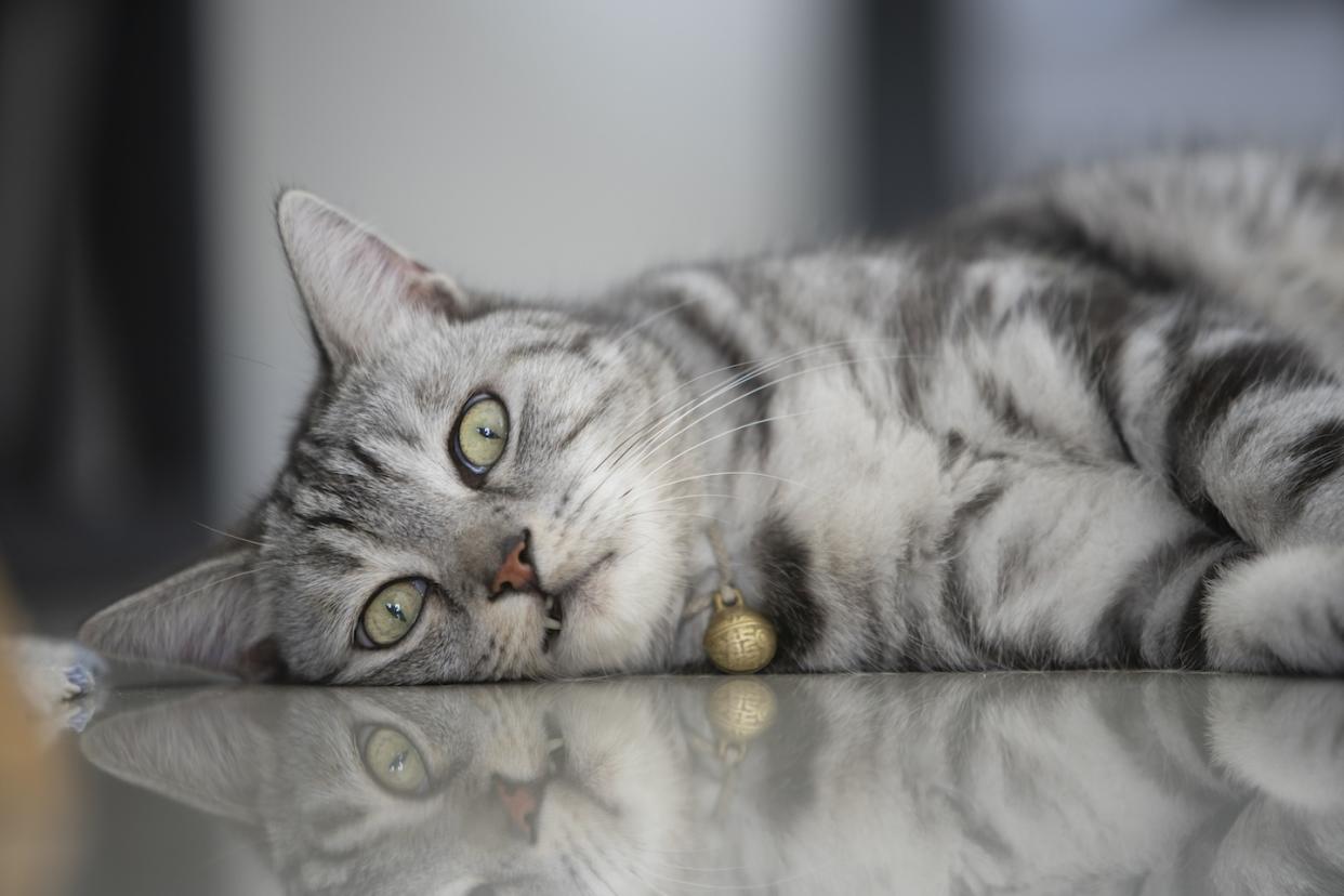 Close up of American shorthair cat lying on the floor (Photo: Getty Images)