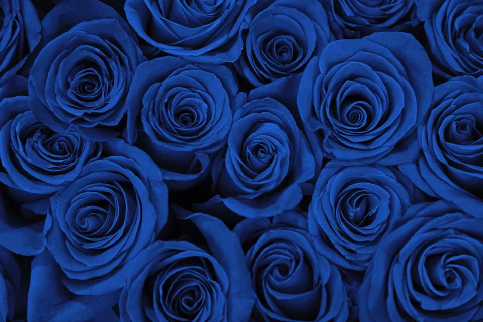 beautiful fresh blue roses as background, closeup floral decor