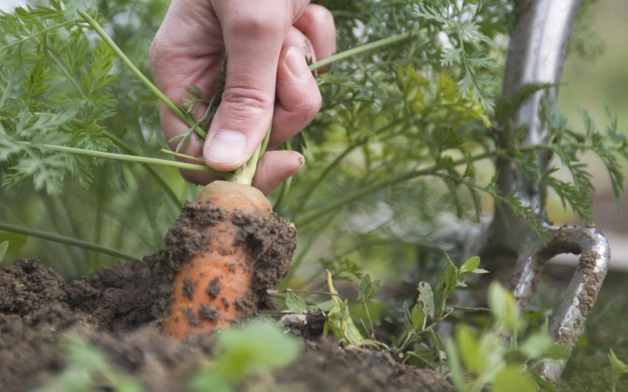 Pulling a carrot from the earth - Alamy