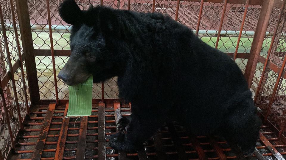 Bear rescued in Vietnam
