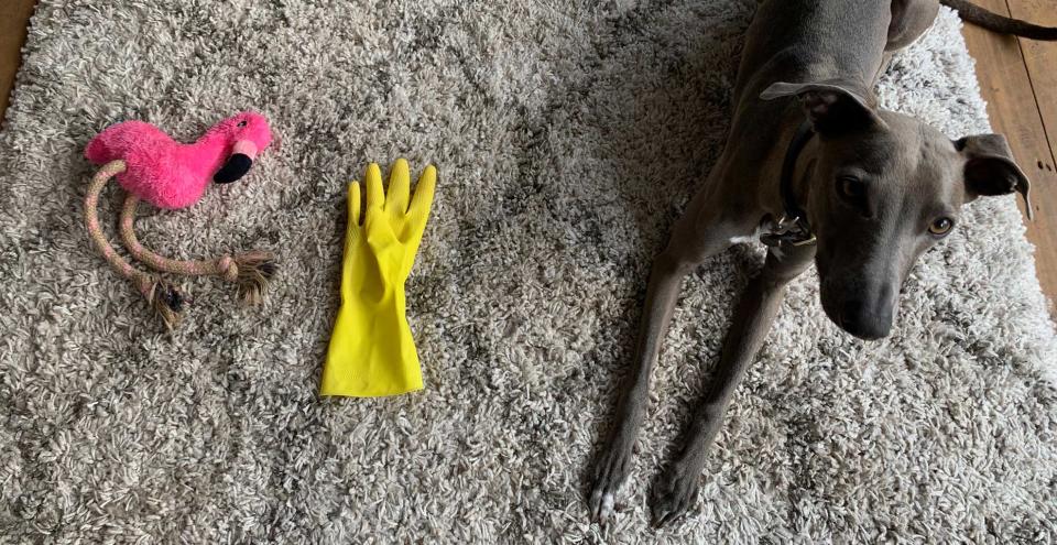 cream tufted rug with a yellow rubber glove to show a cleaning hack for removing pet hair with grey whippet sat beside it