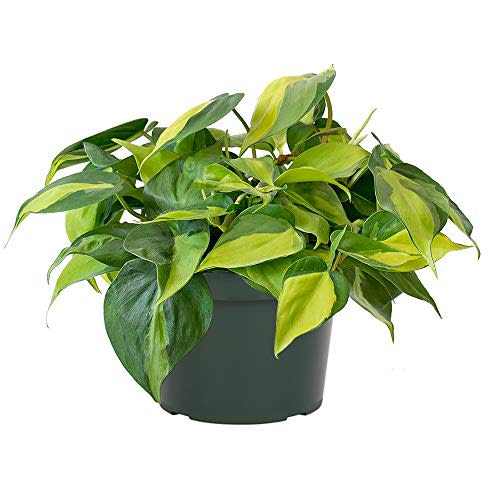 American Plant Exchange Live Philodendron Brasil Plant, Sweetheart Plant, Heart-Leaf Plant, Plant Pot for Home and Garden Decor, 6