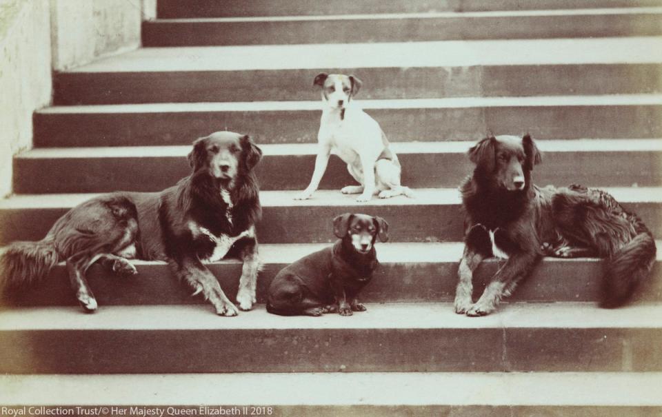 Waldman VI was Queen Victoria’s favourite dachshund (Royal Collection Trust)