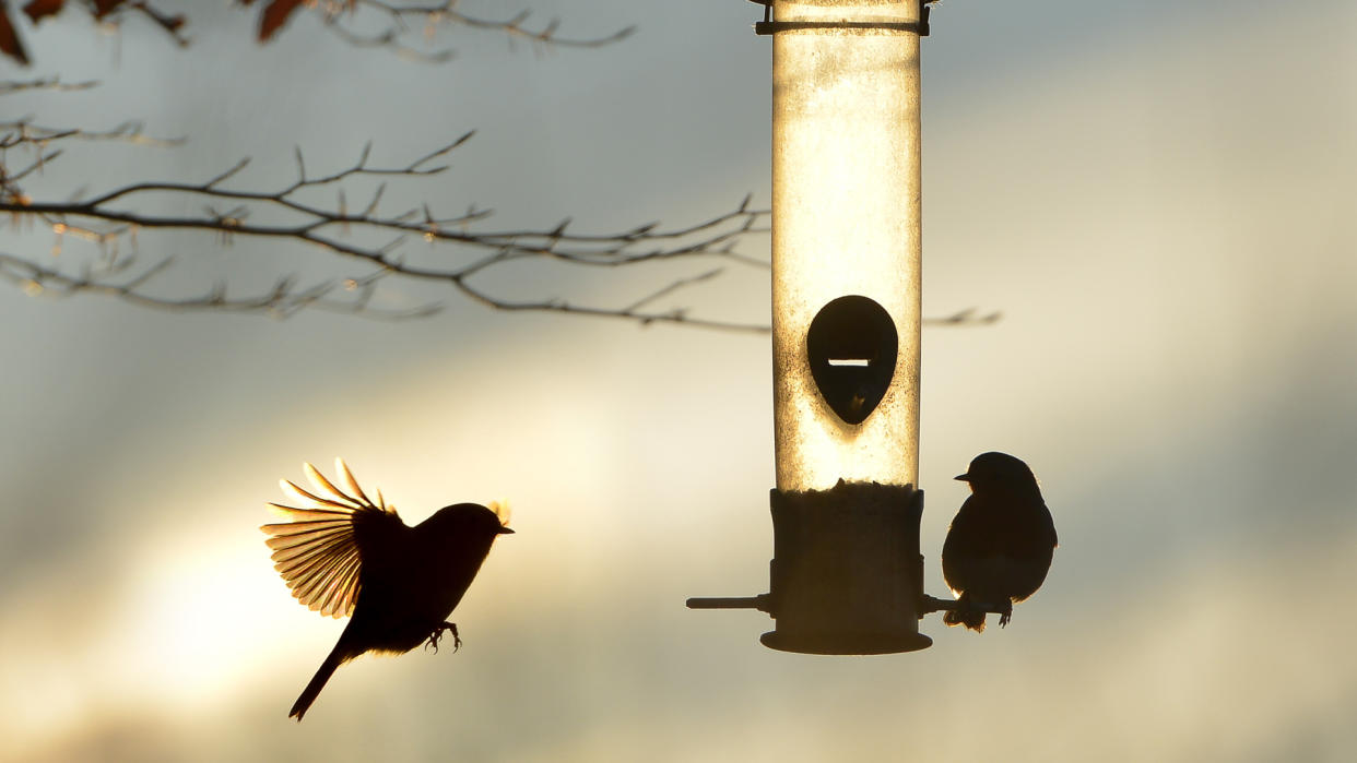 bird feeder in garden