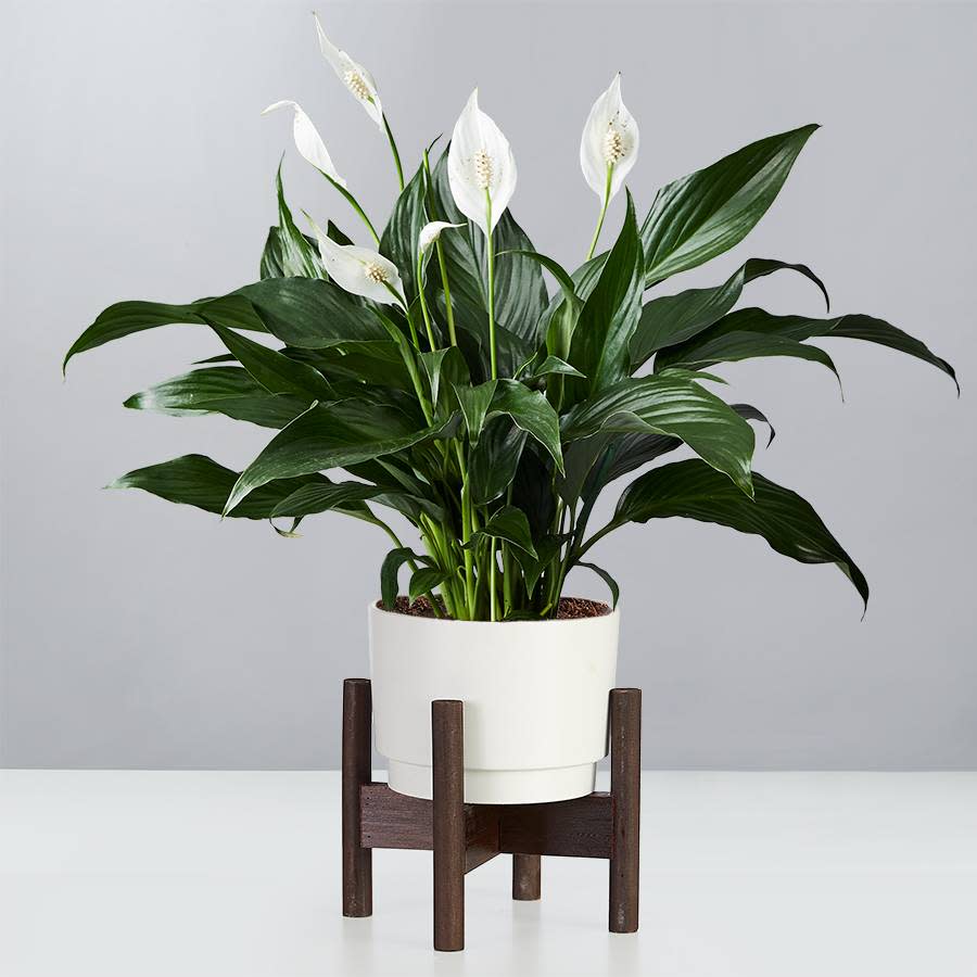 <p><a href="https://go.redirectingat.com?id=74968X1596630&url=https%3A%2F%2Fwww.plants.com%2Fp%2Fsympathy-peace-lily-plant-177056%3Fpla%3D10992%26r%3Dplantgoopla%26adcampaign%3DGSC_NE_Plants_Catchall_PMAX%26adcampaignid%3D15792235165%26addisttype%3Dx%26gclid%3DCjwKCAjw6p-oBhAYEiwAgg2Pgk-DoBhWDBaz2m0clL7DGCpbmbSAjYS9r_j6GNWzc-hw23s_W4GR0BoCnpQQAvD_BwE&sref=https%3A%2F%2Fwww.womenshealthmag.com%2Flife%2Fg26610281%2Fbest-indoor-plants%2F" rel="nofollow noopener" target="_blank" data-ylk="slk:Shop Now;elm:context_link;itc:0;sec:content-canvas" class="link ">Shop Now</a></p><p>Peace Lily</p><p>plants.com</p><p>$72.99</p>