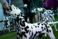 <p>Dalmatians compete at the 142nd Westminster Kennel Club Dog Show at The Piers on Feb. 12, 2018 in New York City. (Photo: Drew Angerer/Getty Images) </p>