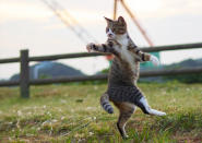 <p><span>Hisakata says he never thought of street cats as particularly playful, and was surprised by the reactions of a selected few when he first tried to interact with them with a cat toy. </span>(Photo: Hisakata Hiroyuki/Caters News) </p>