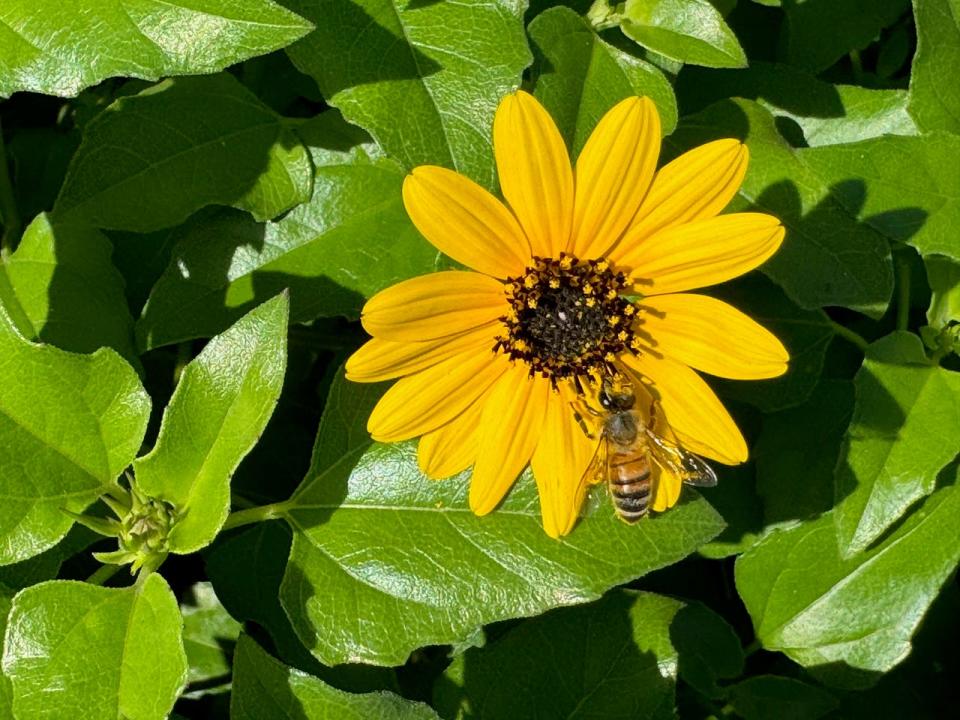 Pollinators love coreopsis, too.