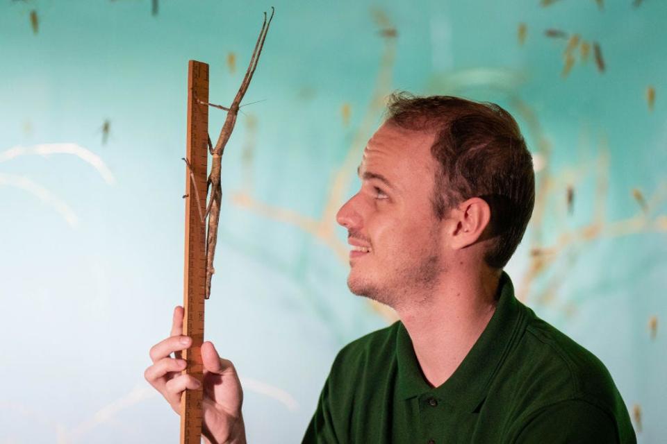 A stick insect is measured at the London Zoo
