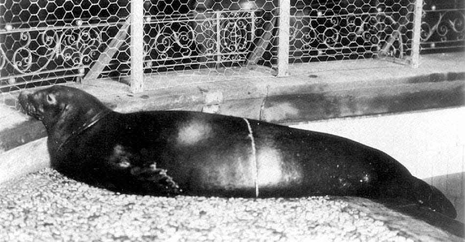 caribbean monk seal