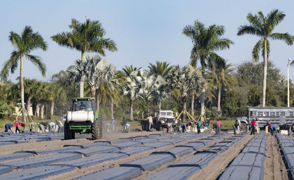 Farm workers plant squash in the fields at K-Park Wednesday morning in Wellington on January 16, 2019. J. Alderman Farms Inc. leases the land for $40,000-a-year and grows organic vegetables on the site.