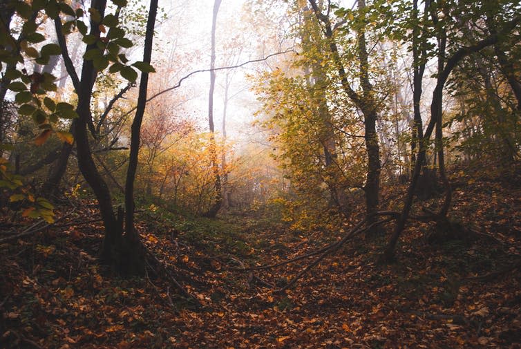 Misty woodland view.