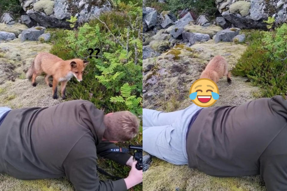 ▲挪威一名攝影師外拍時巧遇野生狐狸來探班，還偷咬他的褲子！（圖／IG帳號jens.birkeland）