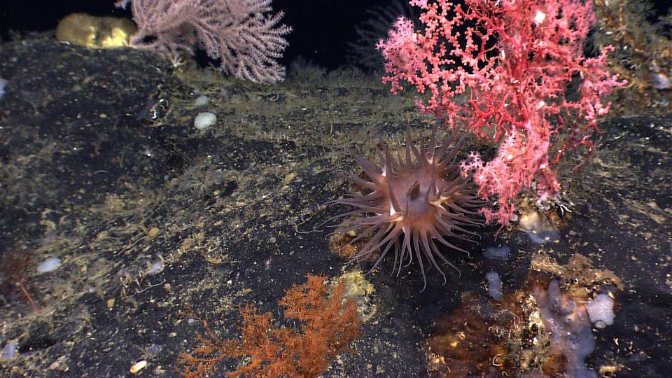 <p>A diversity of invertebrate species colonize the volcanic basalt surfaces of Retriever Seamount, including tiny encrusting sponge species, an anemone with long tentacles and tall, old corals. All species attempt to take advantage of currents racing over and around the seamount to capture drifting prey. (Photo: NOAA Okeanos Explorer Program; 2014 Northeast U.S. Canyons Expedition Science Team) </p>