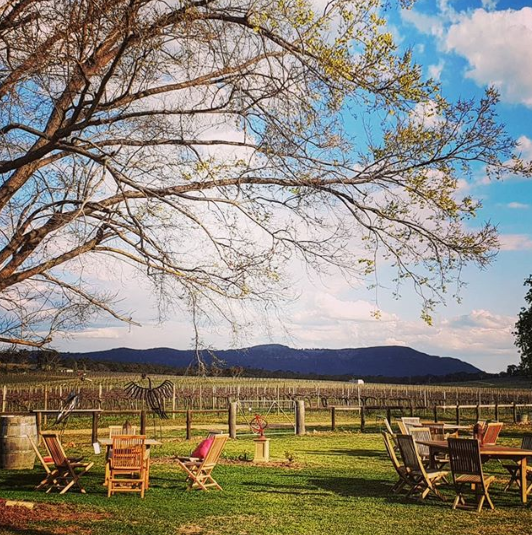 The wine of our choice to enjoy under these trees at De Beaurepaire Wines? Match Point Rosè! Photo: De Beaurepaire Wines