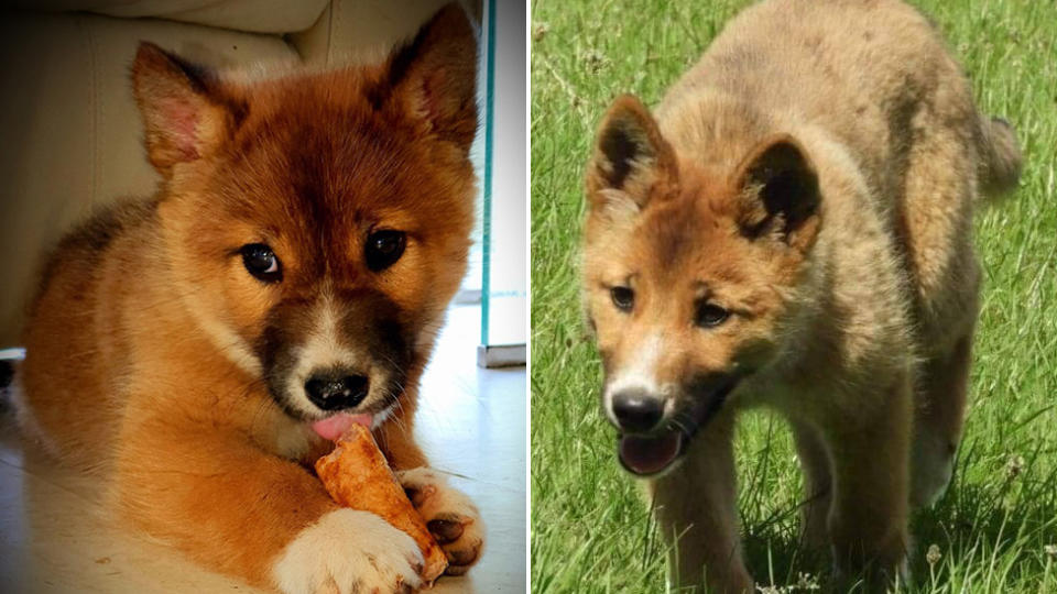 Wandi the purebred alpine Dingo pup