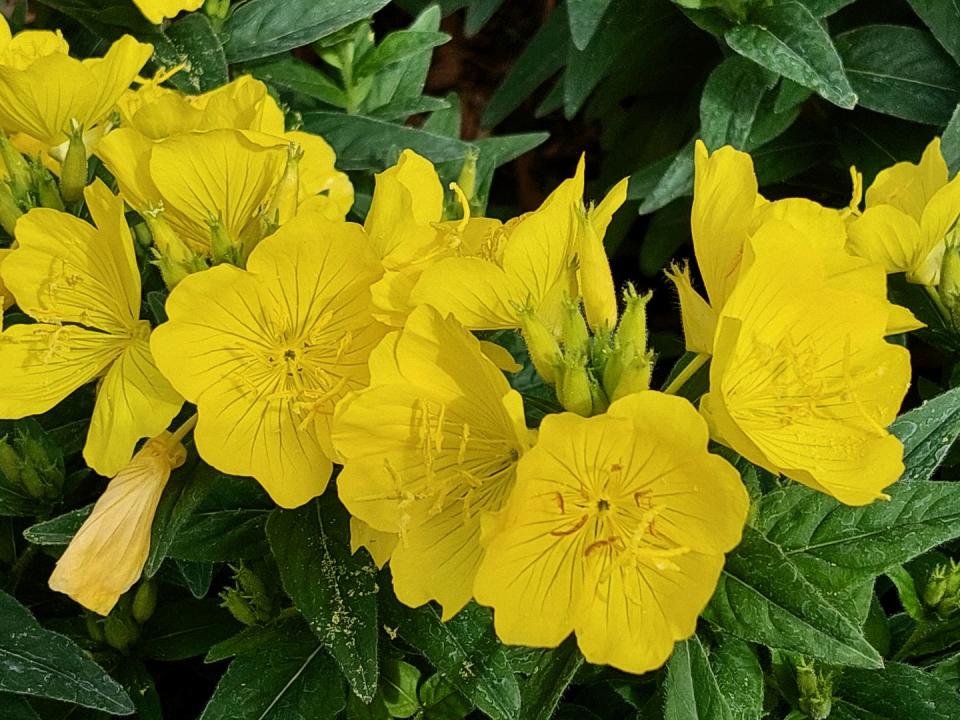 narrowleaf evening primrose