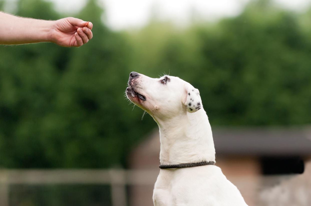 Close up of dog waiting patiently to be rewarded with a treat from an out stretched hand..