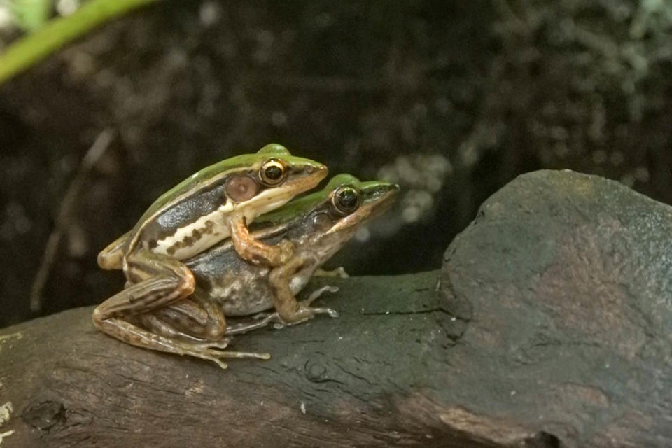 為了避免臺北赤蛙從臺北消失，動物園同時著手進行臺北赤蛙圈養繁殖計畫