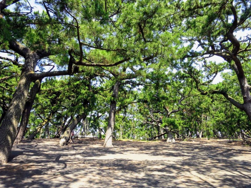 三保松原是日本指定名勝和世界文化遺產。