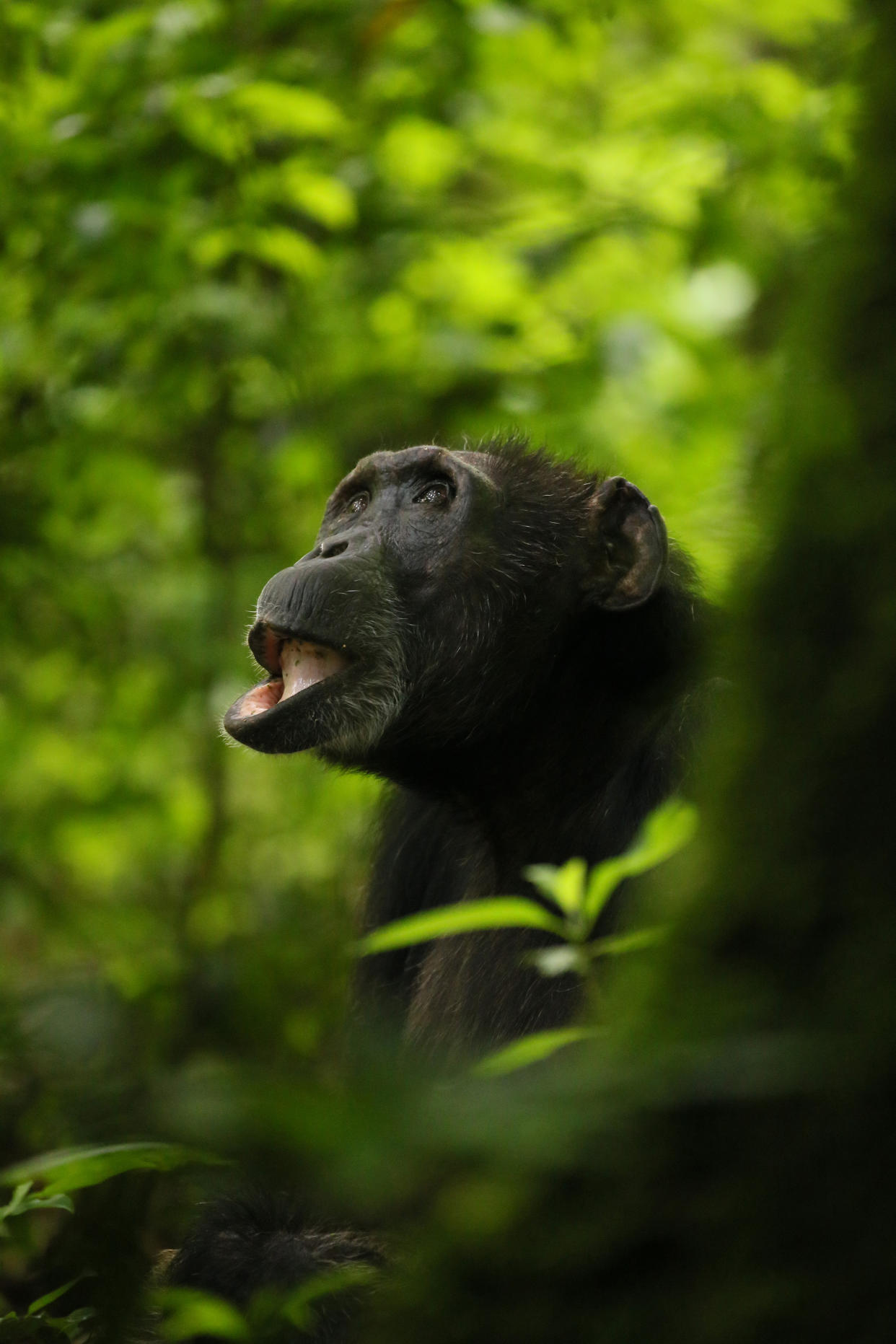 Imagen de Kevin Langergraber/Universidad Estatal de Arizona que muestra a Leonora, una hembra de 46 años en la comunidad de chimpancés Ngogo en el parque nacional de Kibale en Uganda. (Kevin Langergraber/Universidad Estatal de Arizona vía The New York Times)
