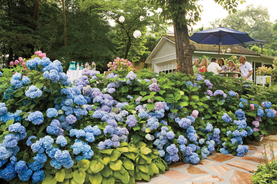 1. How many kinds of hydrangeas are there?