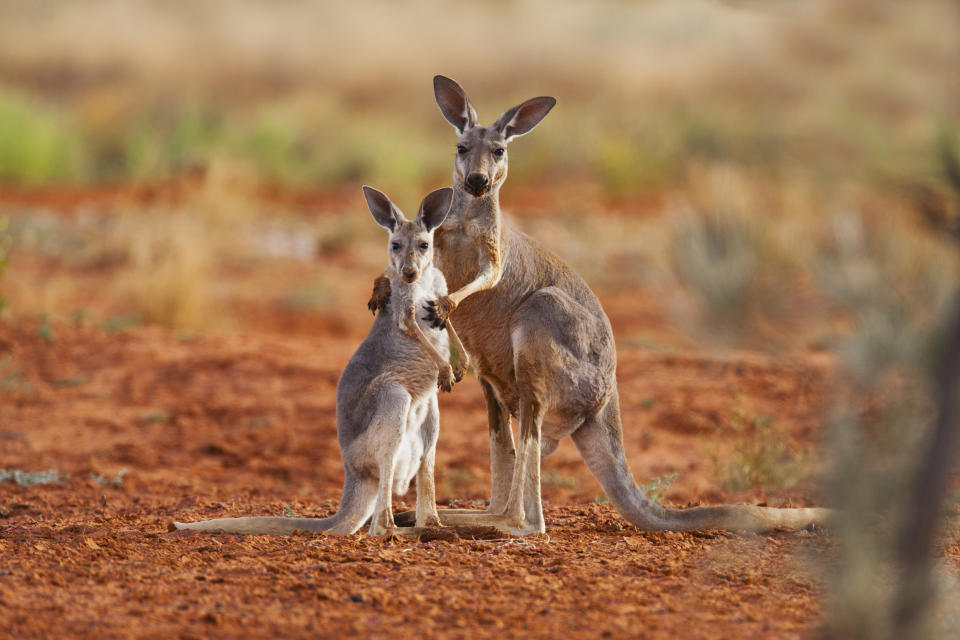 Two kangaroos stand closely together in a natural, arid environment with red soil and sparse vegetation